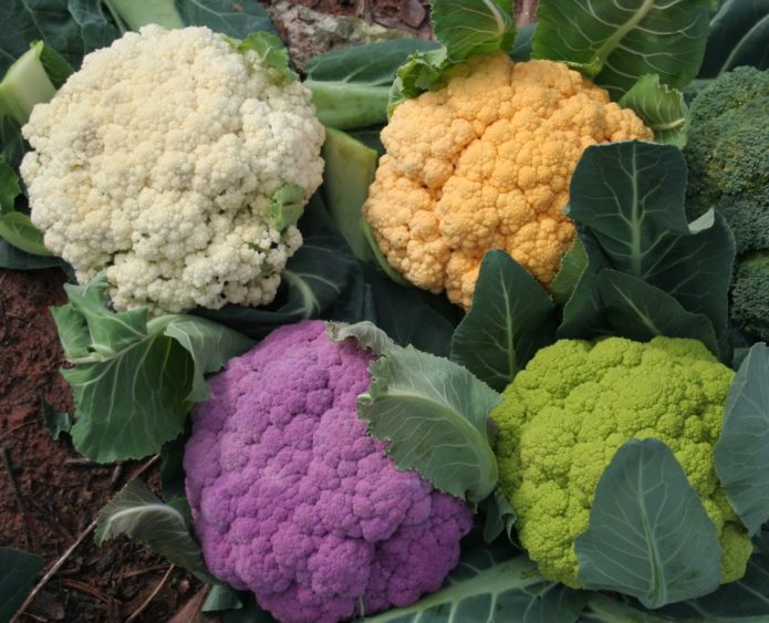 Different varieties of cauliflower