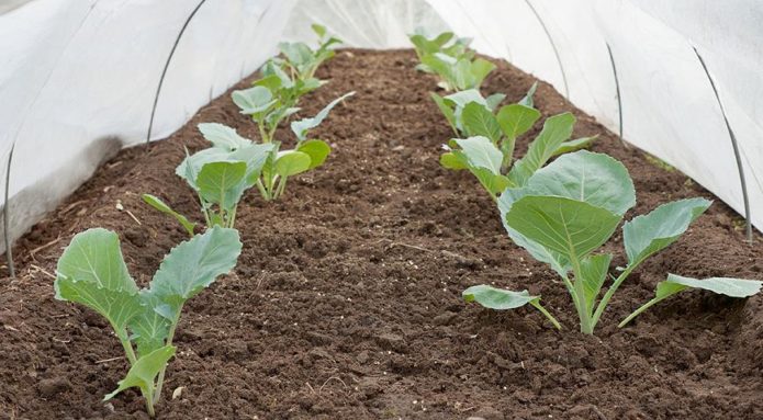 Abrigo para mudas plantadas