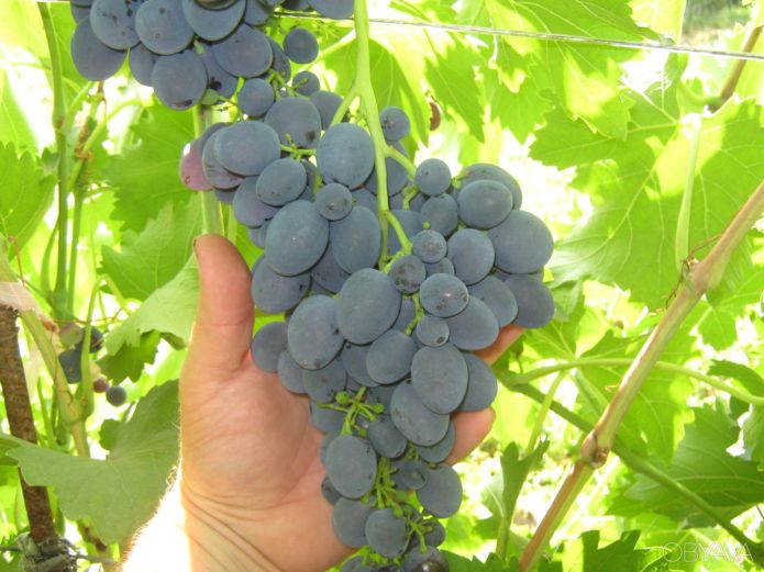 Cluster of Codrianka grapes with pea signs