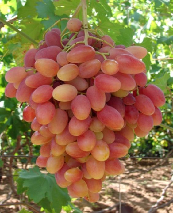 Uvas de transfiguração