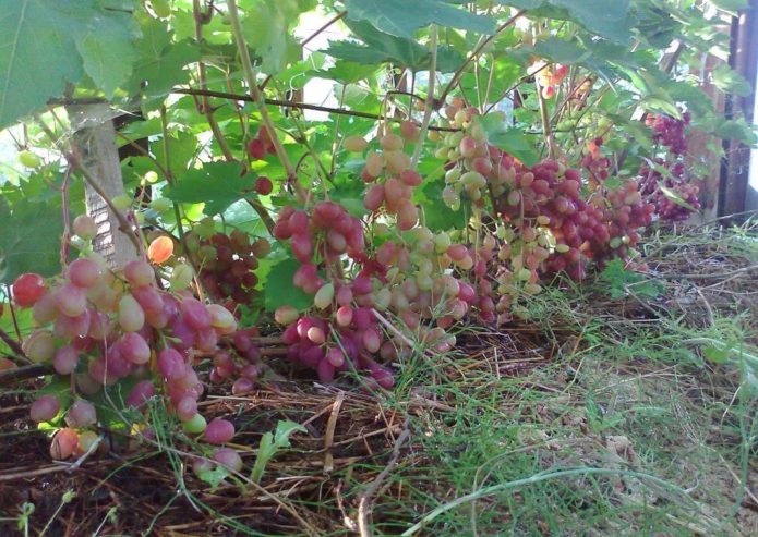 Victoria druer på en espalier