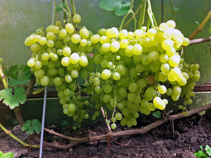 Uvas Aleshenkin