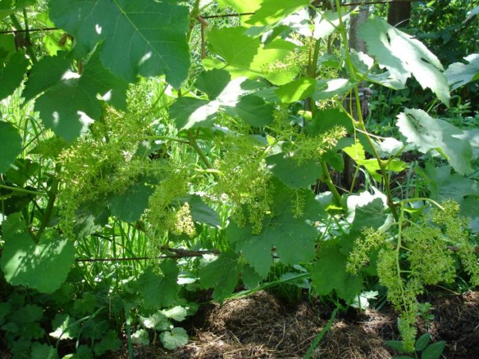 Flowering grapes Aleshenkin