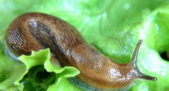 Slug på kål