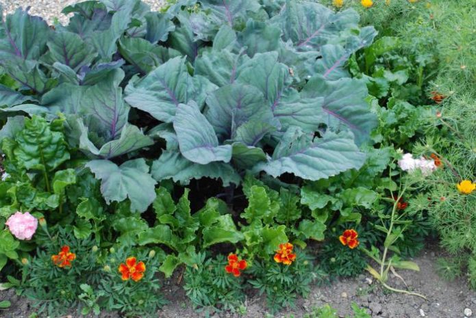 Marigolds i en kålplaster