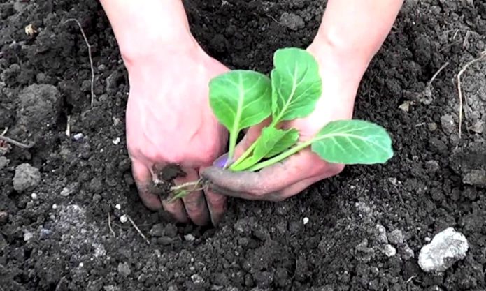 Menanam anak pokok kubis di tanah