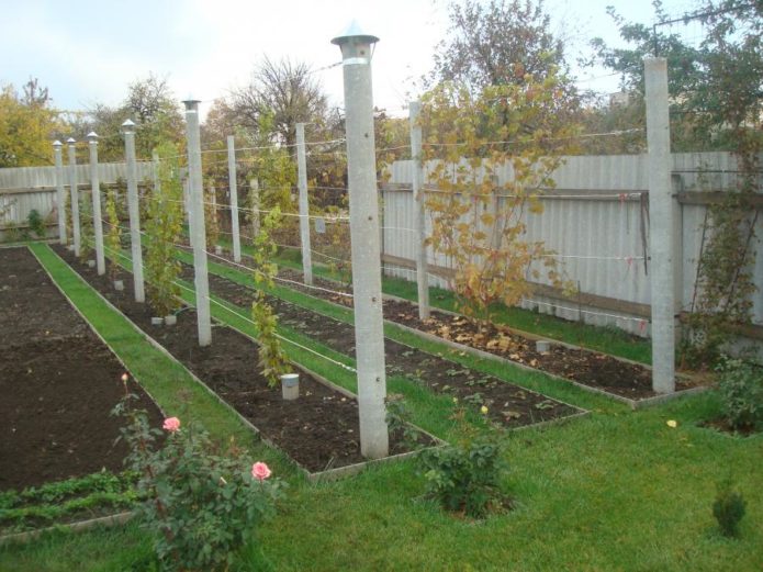 Grapes on a trellis