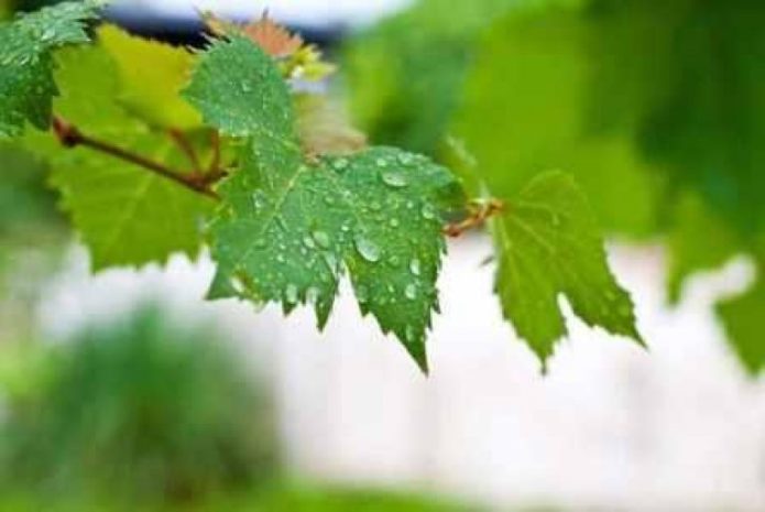 Wassertropfen auf Weinblättern