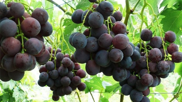 Uvas Rochefort