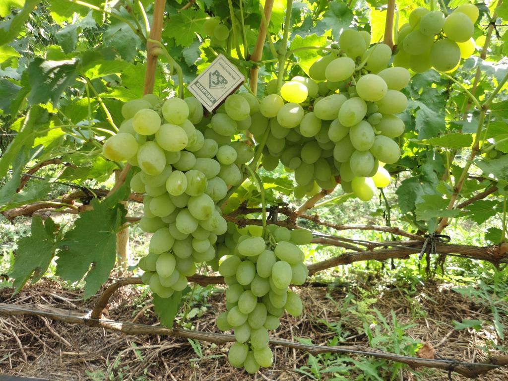 Uvas Kesha