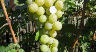 Uvas Kesha radiantes