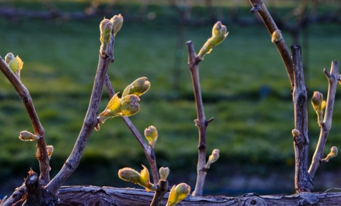 Uvas na primavera