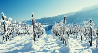 Grapes in winter