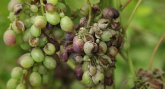 Oidium sur les raisins