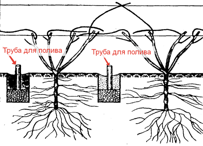 Прехрана кроз шупљу цев