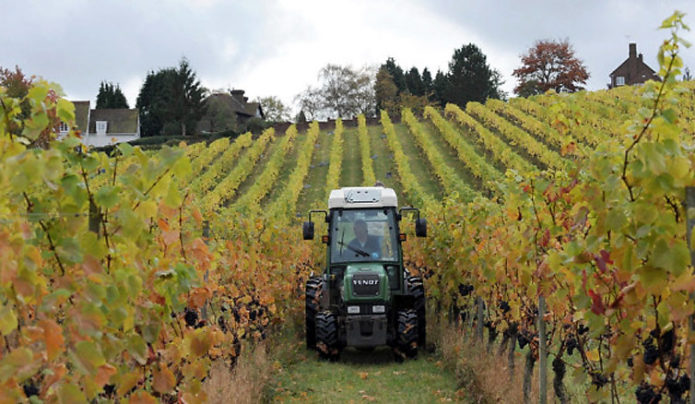 Vineyard i Storbritannien