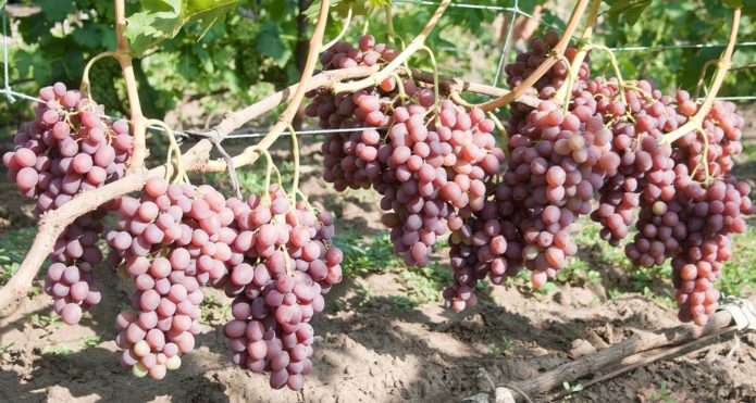 Libya grape bush