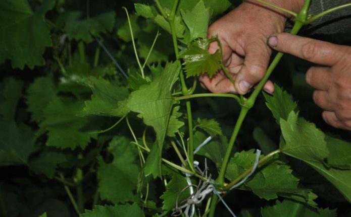 Briser les beaux-fils de raisin