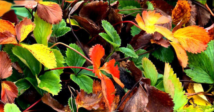 fraises en automne