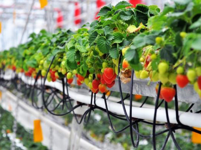 strawberry hydroponics