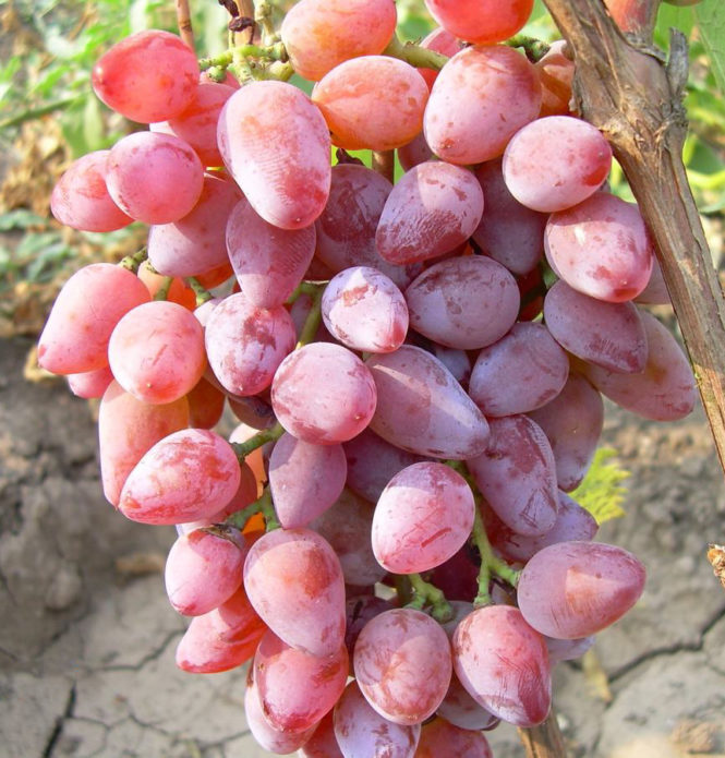 Deleite las uvas rojas