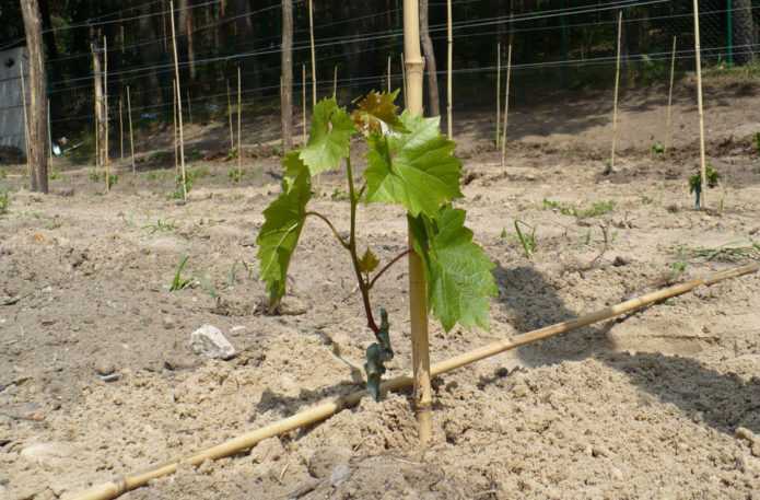 Young shoots of grapes