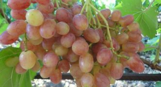 Uvas Veles