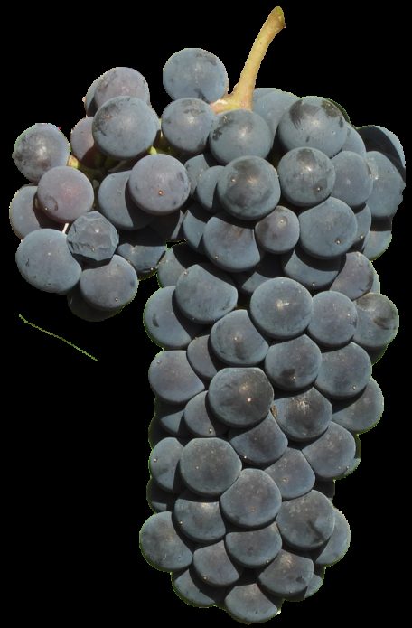 Isabella grape