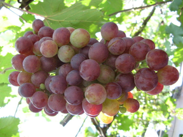 Uvas Lydia