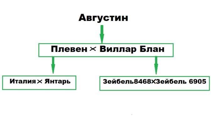 Врх породичног стабла