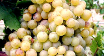 Zala dandy grape variety