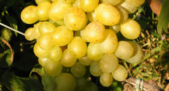 Vīnogu šķirne Delight muscat