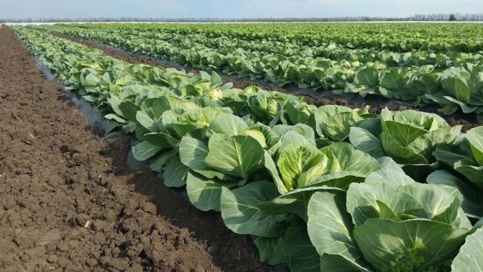 Kohl auf dem Feld