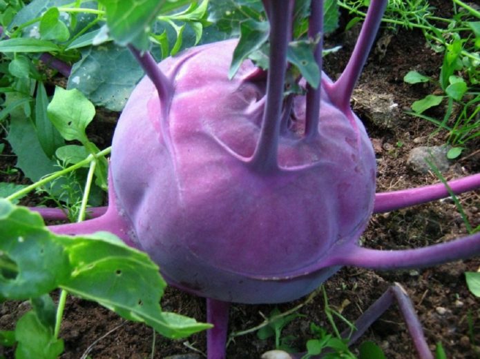 Kohlrabi lila