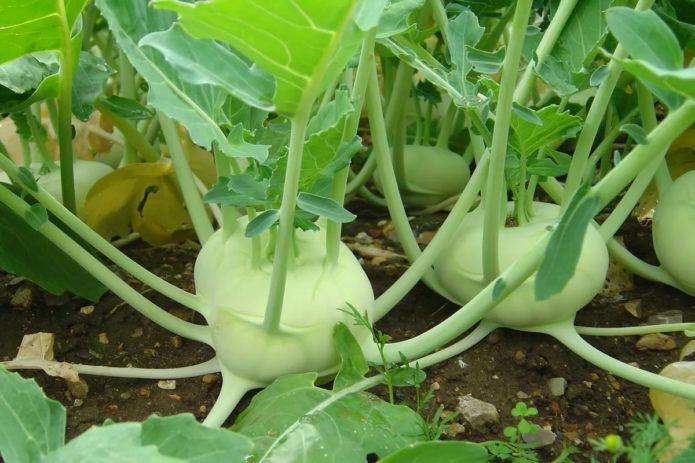 Kohlrabi in the garden