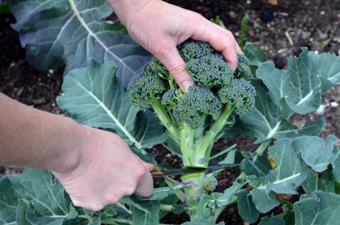 Broccoli cut