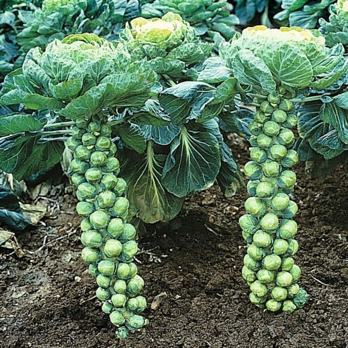 Brussels sprouts