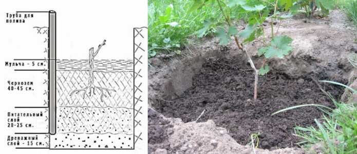 Planteringsschema Kishmish 342 och planterad ung vinstock