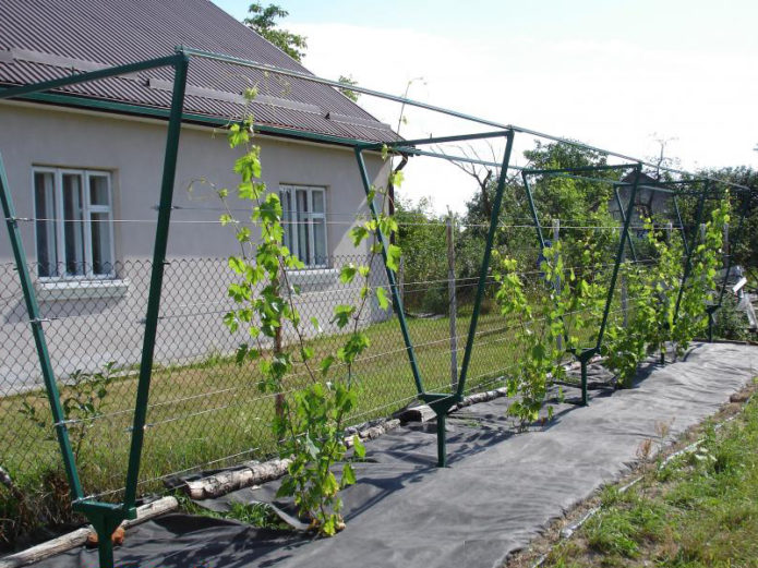 Treliça de duas pistas com uvas