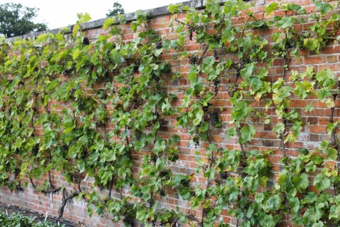 Vineyard against the wall