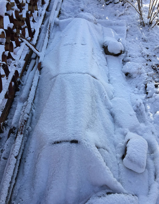 Trauben für den Winter bedeckt