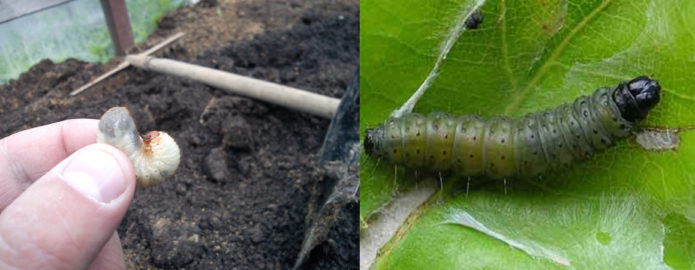 Hroznoví škodcovia - larva chrobáka a listový červ