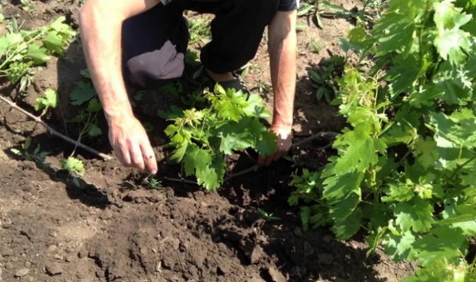 Method of propagation of grapes by rooting shoots