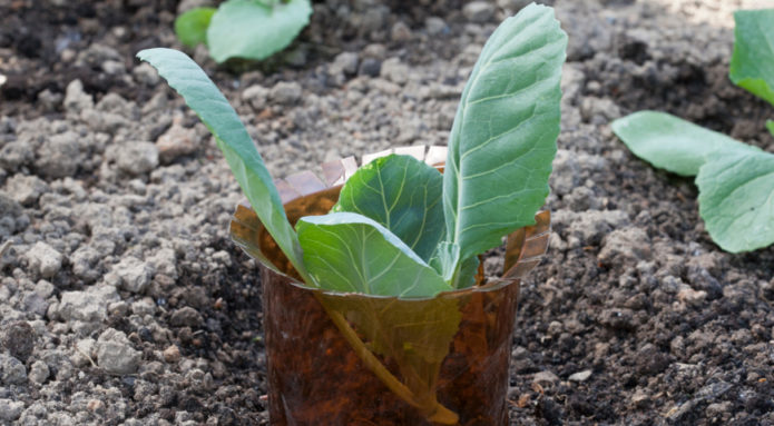 Kohl vor Schnecken schützen