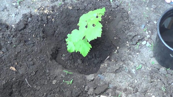 Planting grapes by cuttings