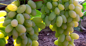 Uvas Timur