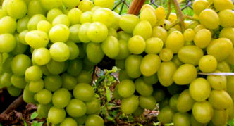 Uvas arcádia