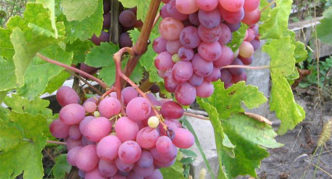 Uvas Scarlet-2