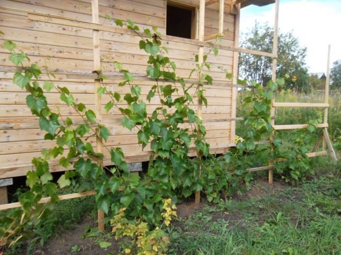 Planting grapes along the wall