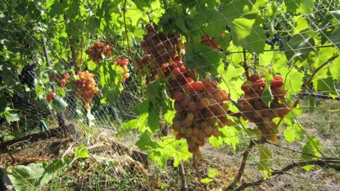 Proteção de uvas de pássaros